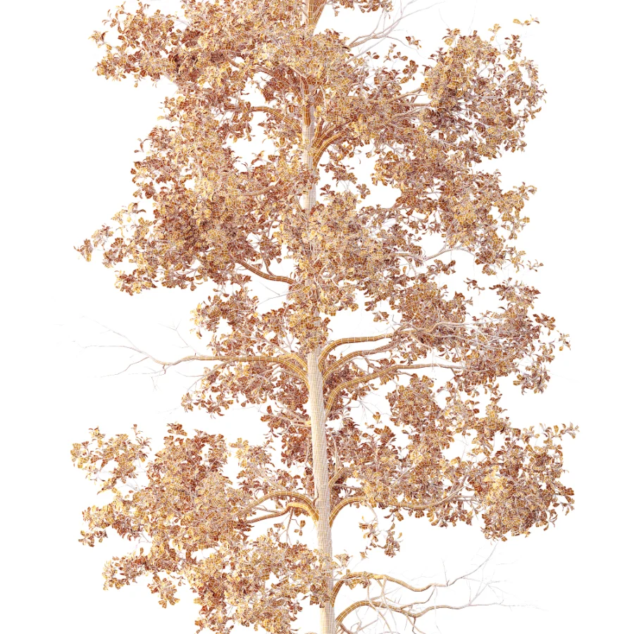 AV Populus Tremuloides - Image 3