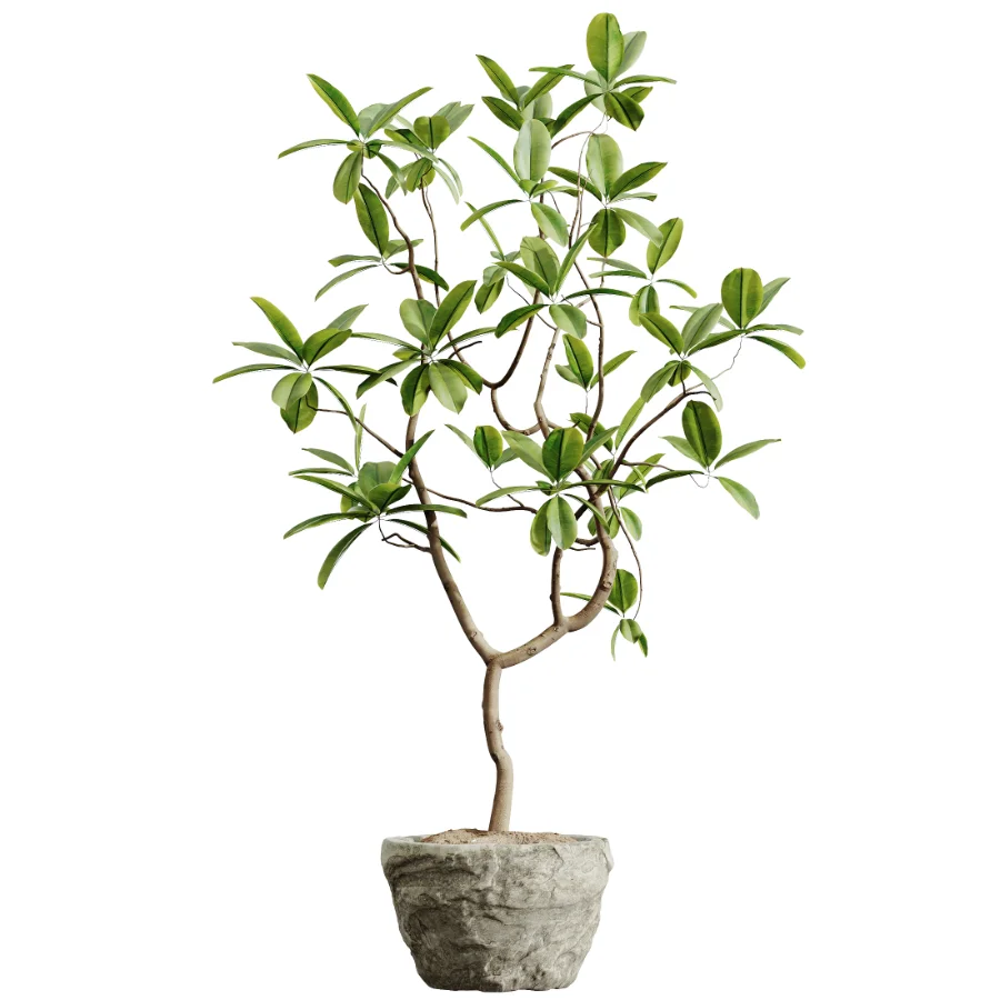 AV Indoor Plants Set 433 Ficus Marginata and Bird Of Paradise and Spineless Yucca and OLive Tree - Image 2