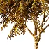 Averrhoa bilimbi Tree 01 - Thumbnail 6