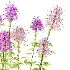 Cleome spinosa Pink Spiny Spider flower Plants 01 - Thumbnail 3