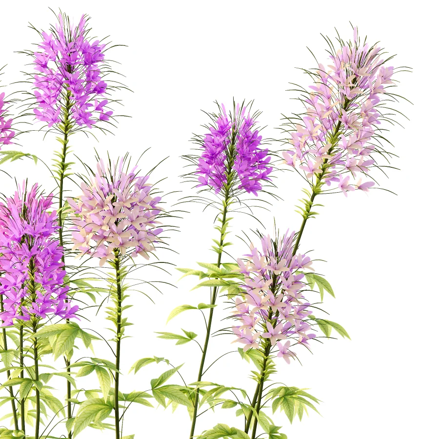 Cleome spinosa Pink Spiny Spider flower Plants 01 - Image 3