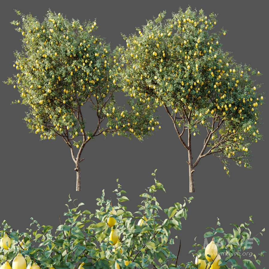 AV Plants Citrus Meyer Lemon Orange Version02 - Image 6