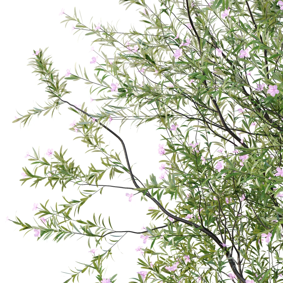 nerium oleander pink tree 02 - Image 3