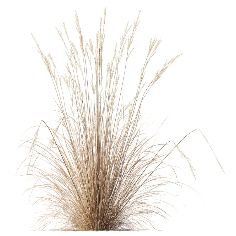 AV Plant Purple Moor Grass Molinia Caerulea Fall - Image 9