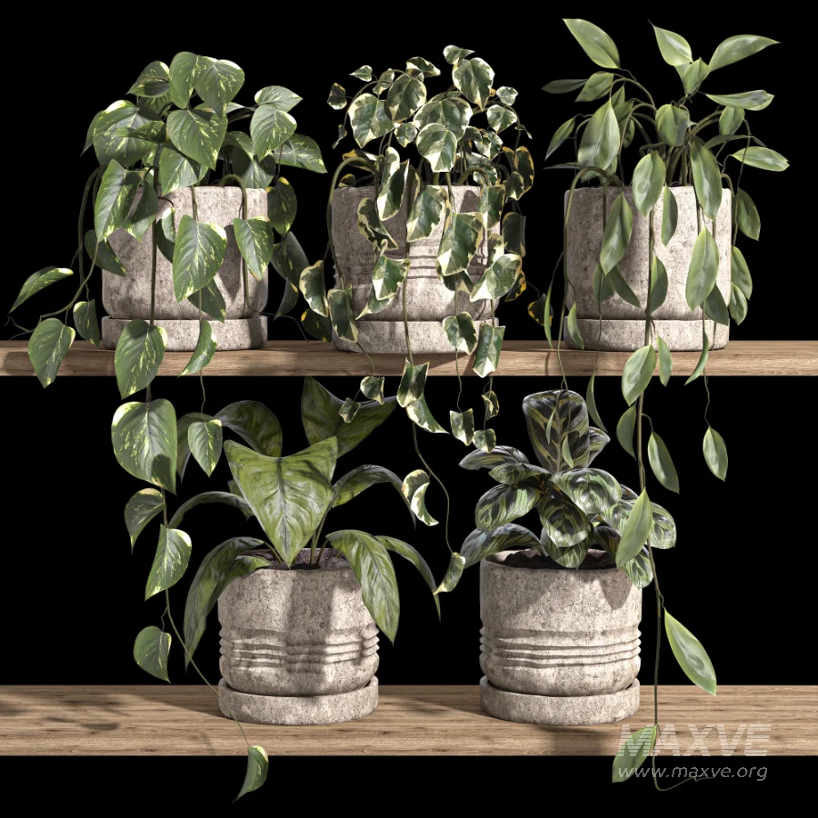 ivy potted plants on shelf - Image 2