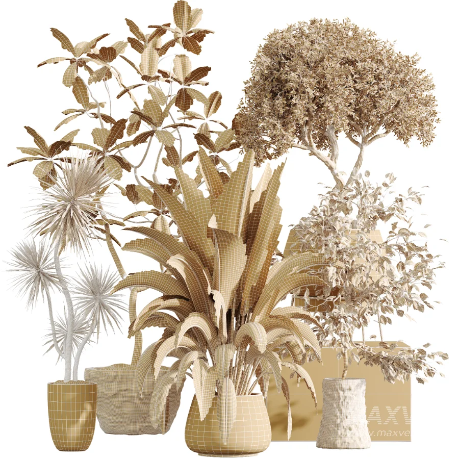 AV Indoor Plants Set 433 Ficus Marginata and Bird Of Paradise and Spineless Yucca and OLive Tree - Image 9