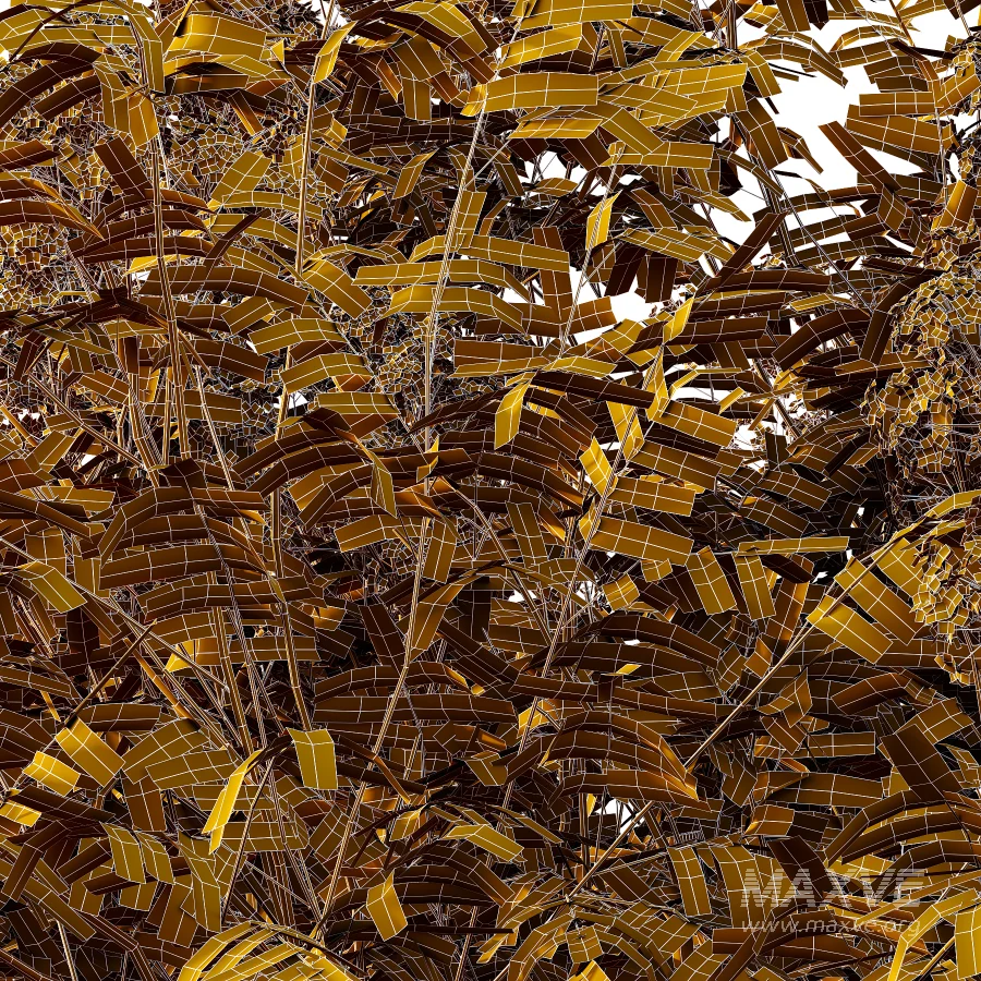 Sambucus nigra Tree 02 - Image 2