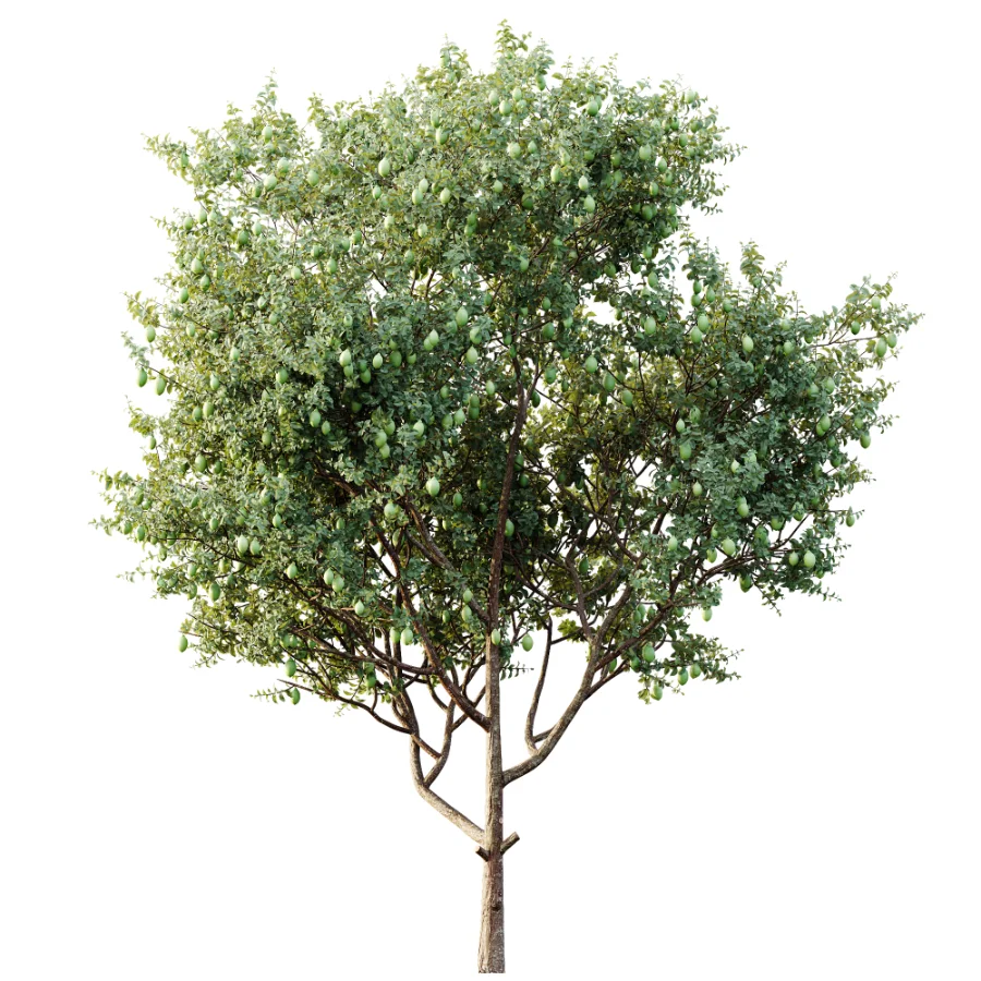 AV Plants Citrus Meyer Lemon Version02 - Image 2