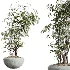 AV Indoor Plants Set 437 Olive and Rubber Ficus and Ficus Marginata and Lime Cane Dragon and Ficus African Fig - Thumbnail 1