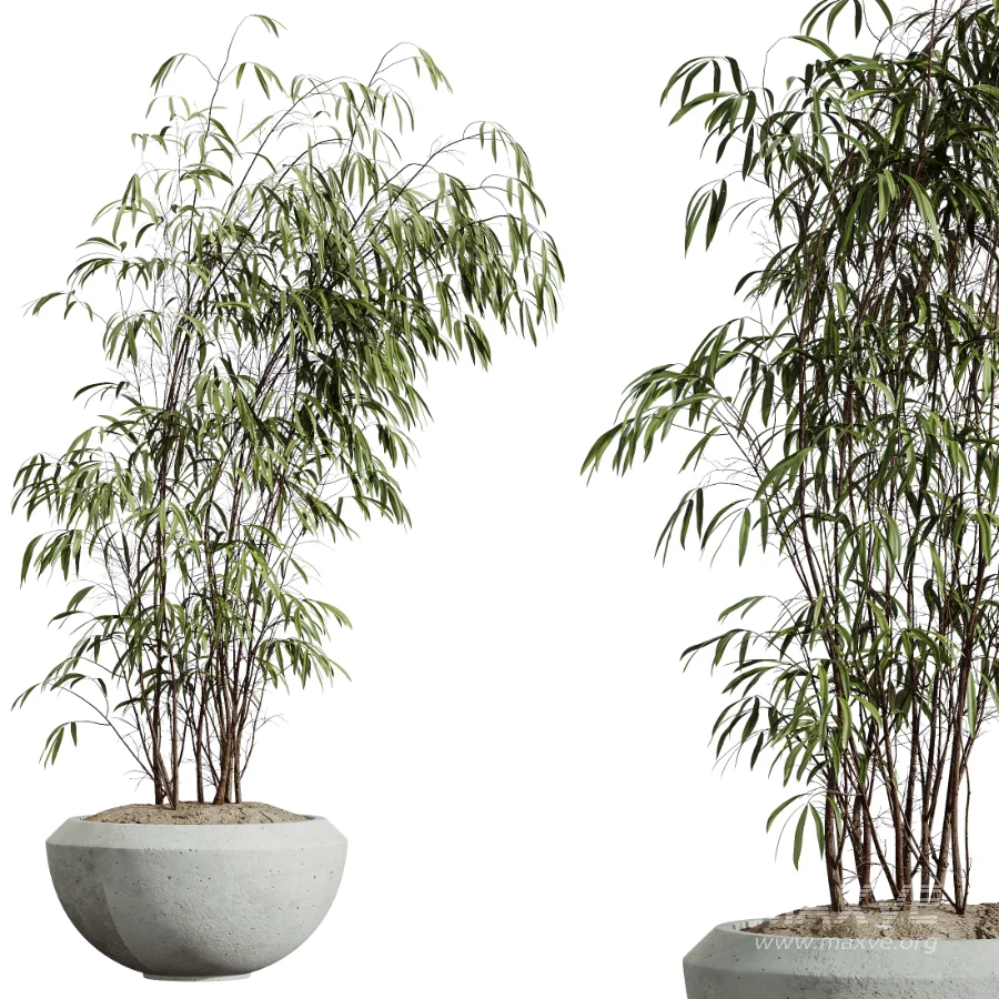AV Indoor Plants Set 437 Olive and Rubber Ficus and Ficus Marginata and Lime Cane Dragon and Ficus African Fig - Image 1