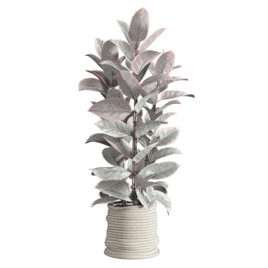 Red Ficus in Jute Pot - Image 4