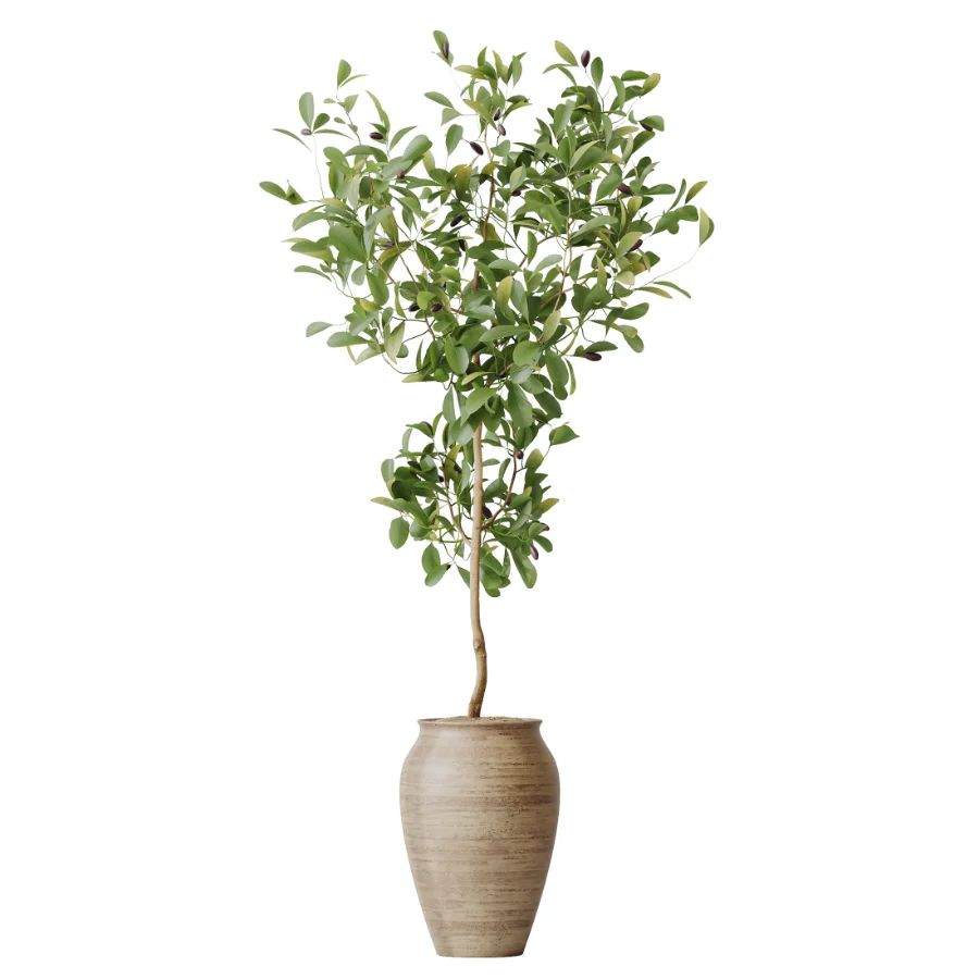 AV Indoor Plants Set 438 Olive and Alocasia Elefantenohr and Yucca Palm and Europaea Olive and Briful Pachira - Image 1