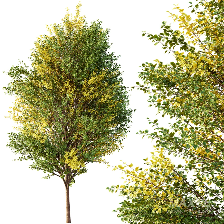 AV Autumn trees - Image 4