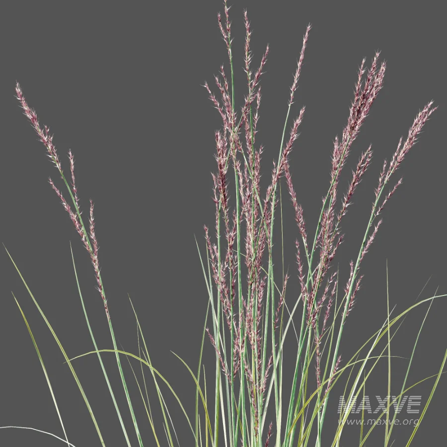 AV Plant Purple Moor Grass Molinia Caerulea - Image 9