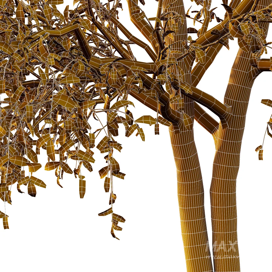 Chinese ash Tree Fraxinus chinensis 05 - Image 3