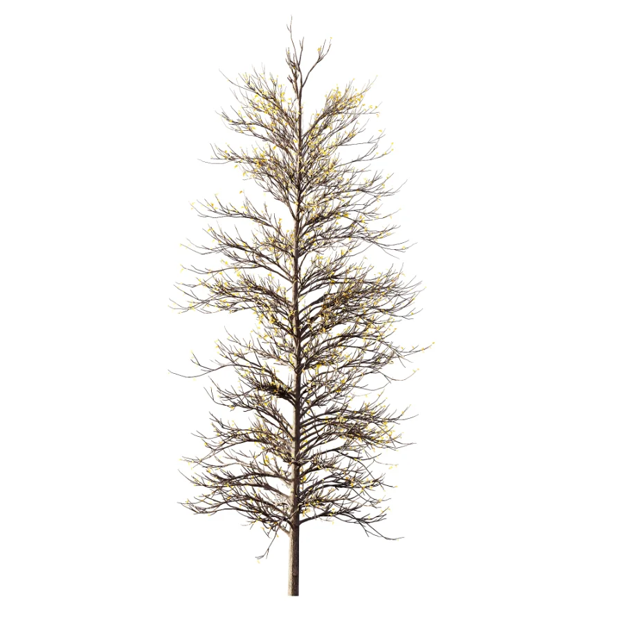 AV Autumn trees Real Tree Acer Buergerianum - Image 2