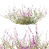 AV Plant Bush Purple Heather Calluna Vulgaris - Thumbnail 2