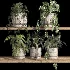 ivy potted plants on shelf - Thumbnail 3