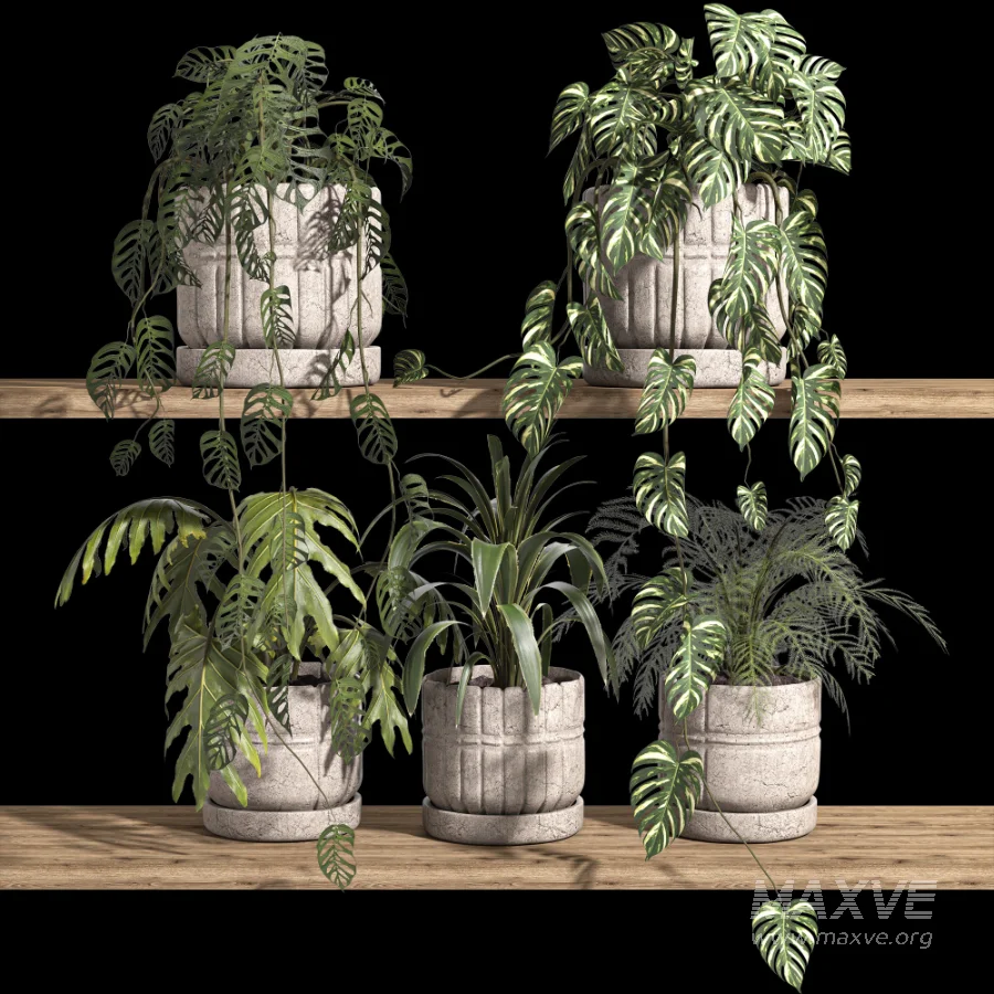 ivy potted plants on shelf - Image 3