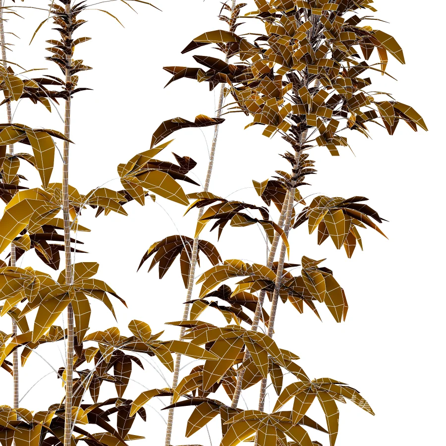 Cleome spinosa Pink Spiny Spider flower Plants 01 - Image 4