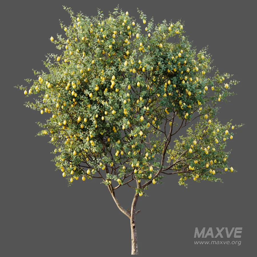 AV Plants Citrus Meyer Lemon Orange Version02 - Image 4