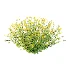 Senecio jacobaea wild flowers Tansy ragwort 03 - Thumbnail 1