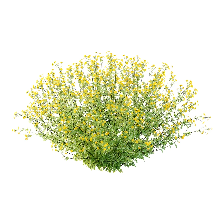 Senecio jacobaea wild flowers Tansy ragwort 03 - Image 1