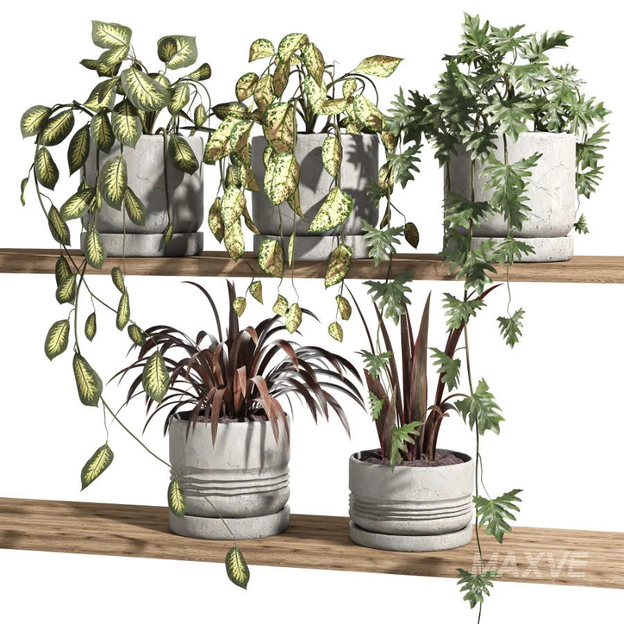 ivy potted plants on shelf - Image 3