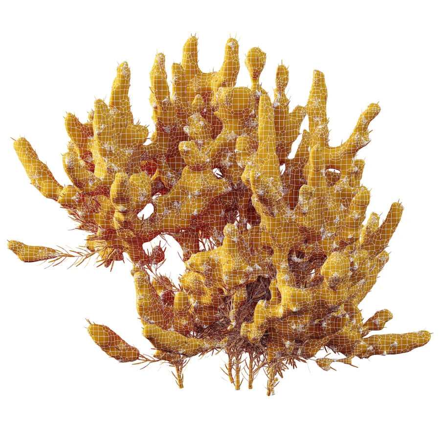 AV Winter plant Snow Wild Erica Multiflora and Snow Juniperus Sabina - Image 9