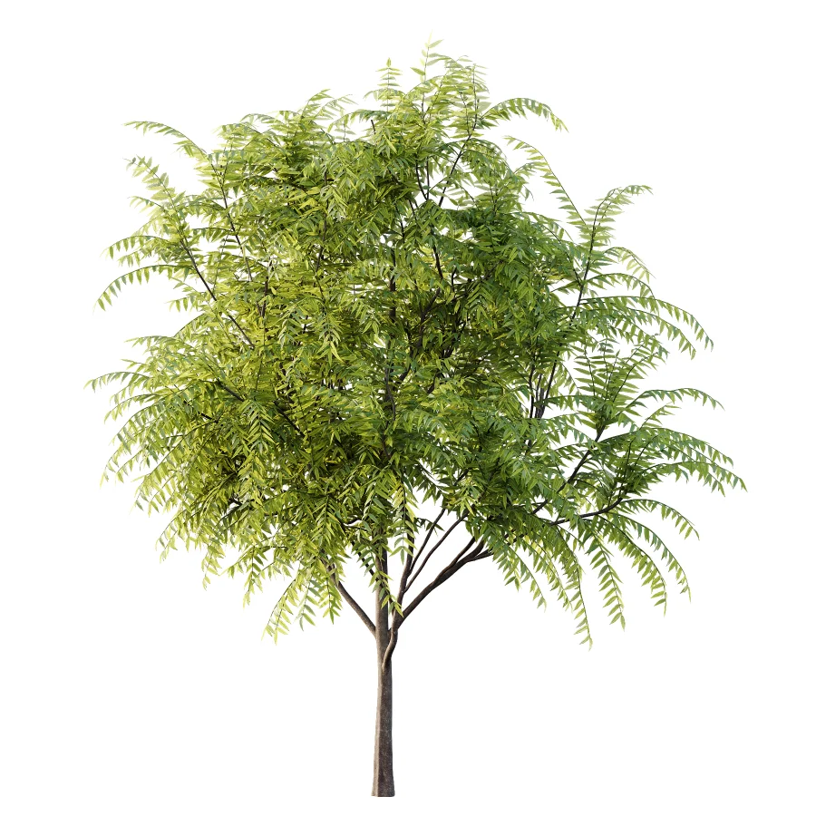 Averrhoa bilimbi Tree 01 - Image 5