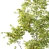 Chinese ash Tree Fraxinus chinensis 04 - Thumbnail 4