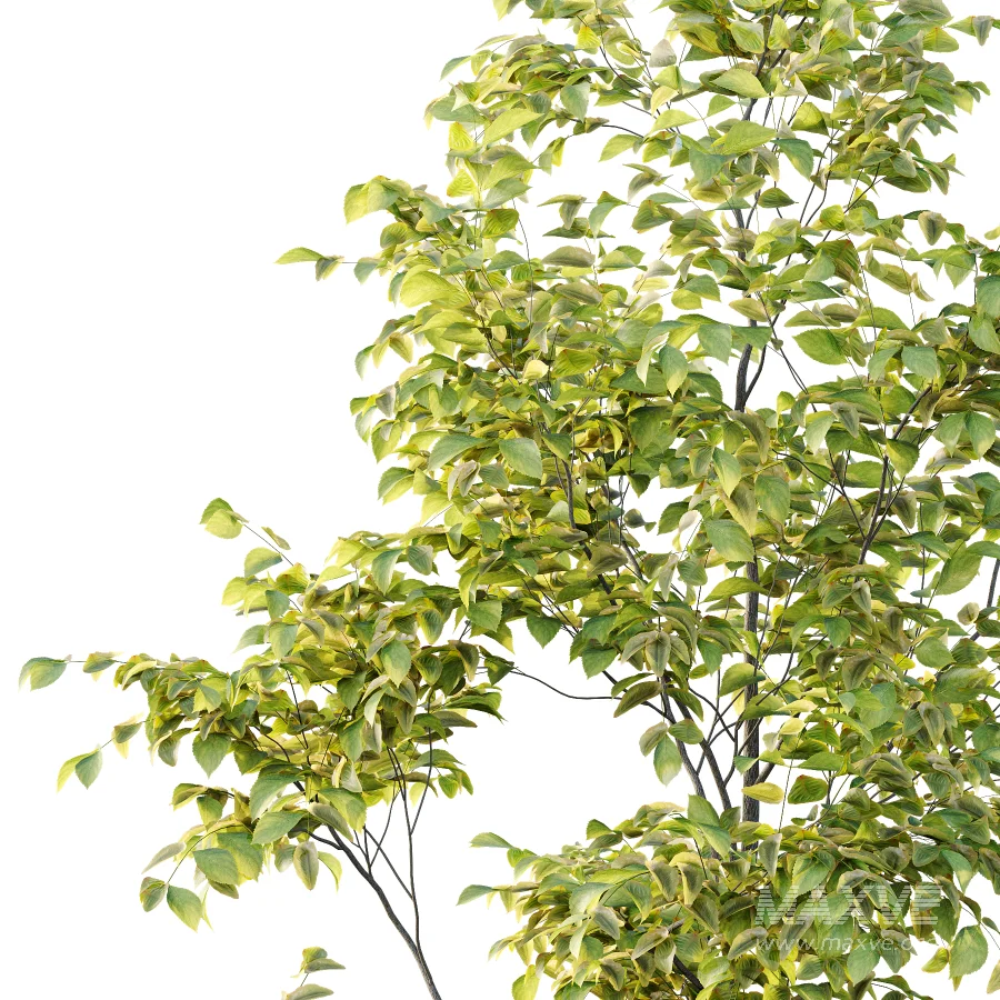 Chinese ash Tree Fraxinus chinensis 04 - Image 4