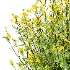 Senecio jacobaea wild flowers Tansy ragwort 04 - Thumbnail 4