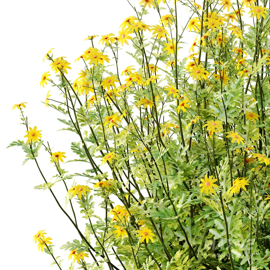 Senecio jacobaea wild flowers Tansy ragwort 04 - Image 4