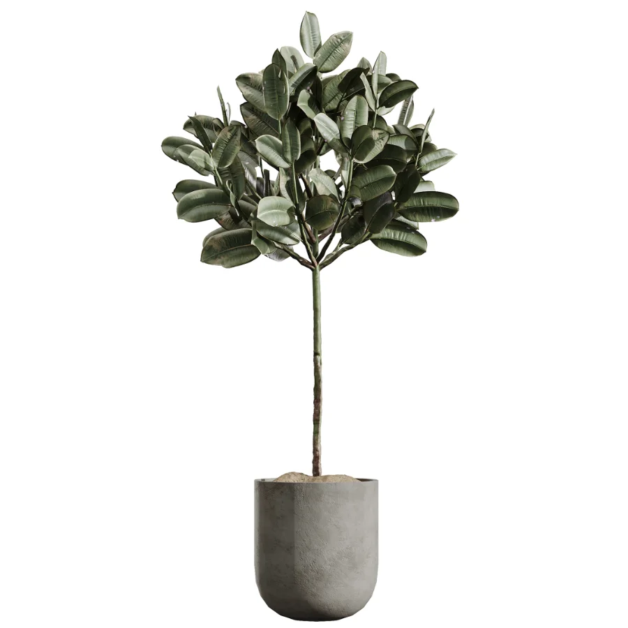 AV Indoor Plants Set 437 Olive and Rubber Ficus and Ficus Marginata and Lime Cane Dragon and Ficus African Fig - Image 2
