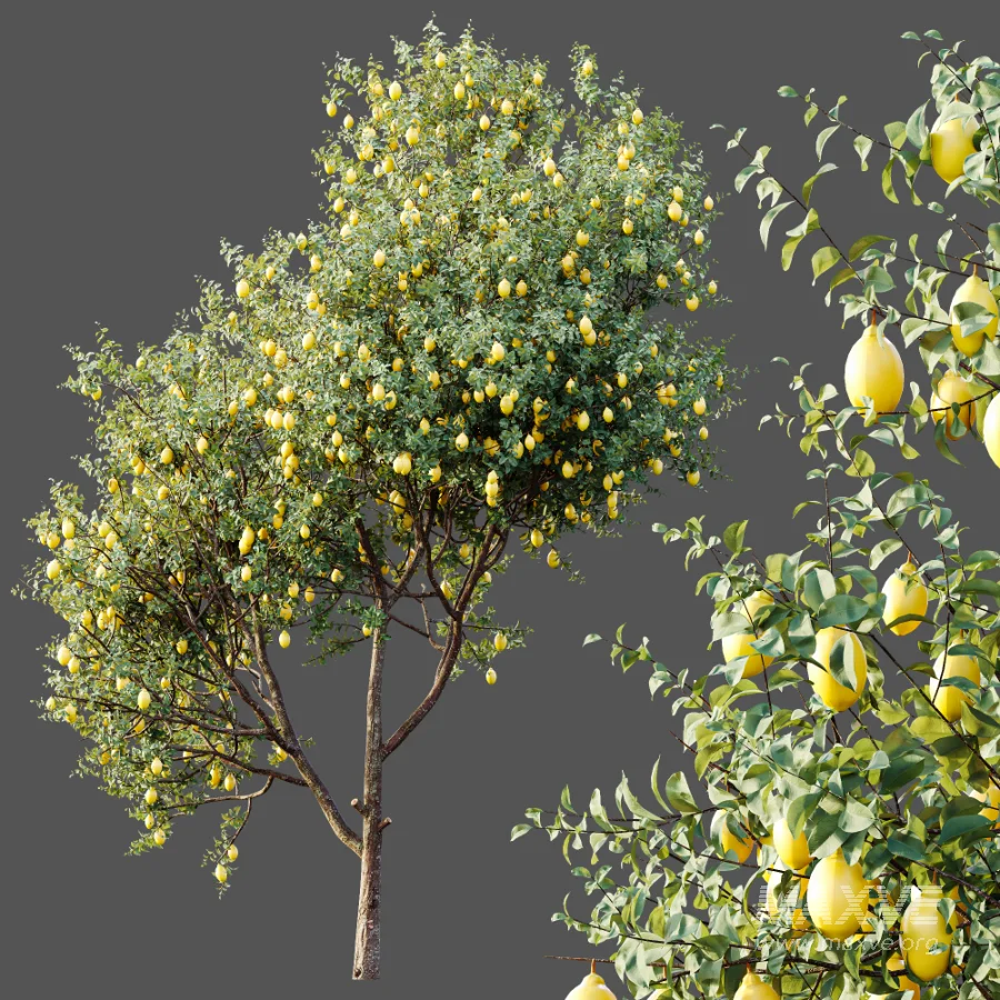 AV Plants Citrus Meyer Lemon Orange Version02 - Image 5