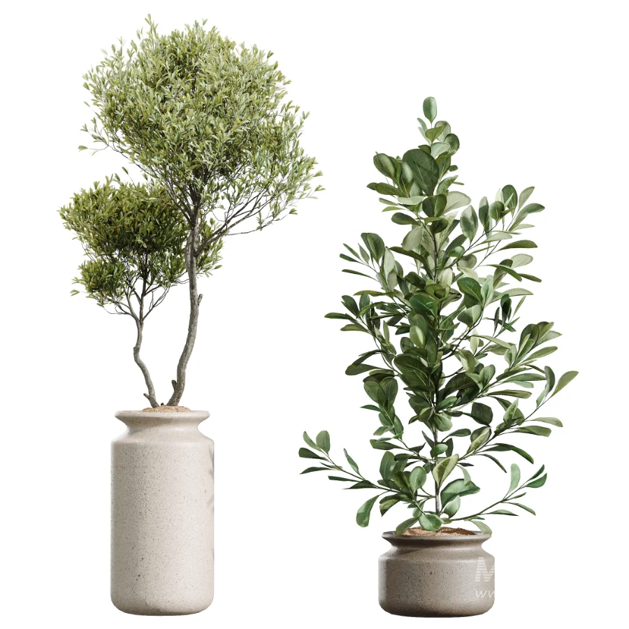 AV Indoor Plants Set 439 Ficus Beliza and Olive and Ficus Binnendijkii and Ficus Marginata and Ficus macrocarpa - Image 8
