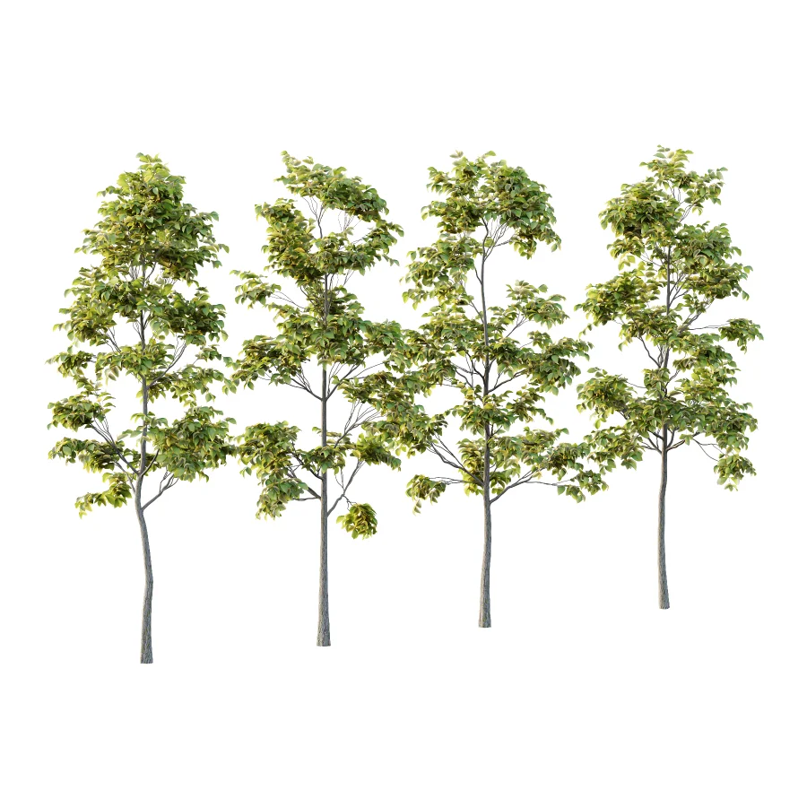 Chinese ash Tree Fraxinus chinensis 03 - Image 3