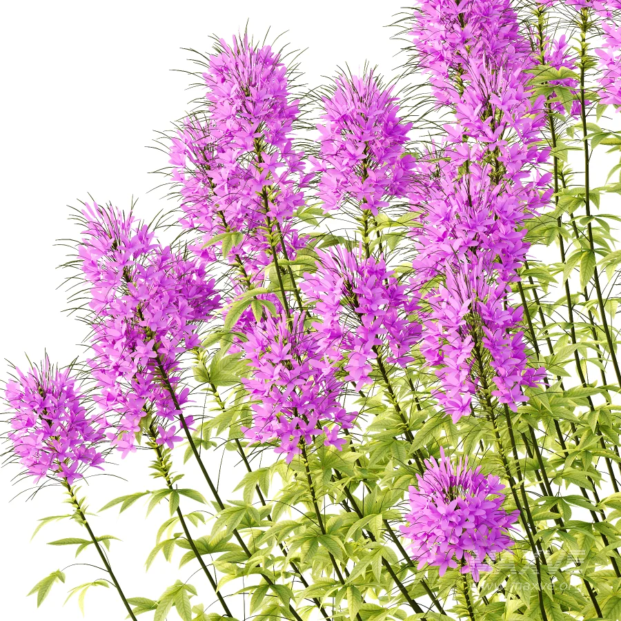 ntal annual, but is impressive for its long flowering period and impressive floral display. We reveal whether the spider flower is hardy and which location is optimal for successful planting.The spider flower belongs to the spider family (Cleomaceae) and comes from subtropical Central and South America. The taxonomy of the beautiful spider flower has not yet been clearly defined, which is why you can also come across names such as Cleome hassleriana and Tarenaya hassleriana when looking for the summer flower. It is often called spiny spider flower or bee plant. The long stamens of the flowers give this special ornamental plant its name. Together with the petals, the appearance is reminiscent of a spider with long legs. This is why it’s known as the “spiny spider flower”. The long and narrow pod fruits are formed during the flowering period from July to October. Depending on the variety, the spider flower shines with pink, purple, red or white flowerheads and grows between 90 and 160cm tall. - Image 3