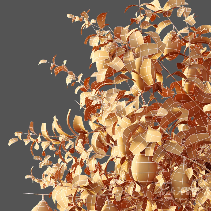 AV Plants Citrus Meyer Lemon Orange Version02 - Image 8