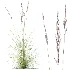AV Plant Purple Moor Grass Molinia Caerulea - Thumbnail 2