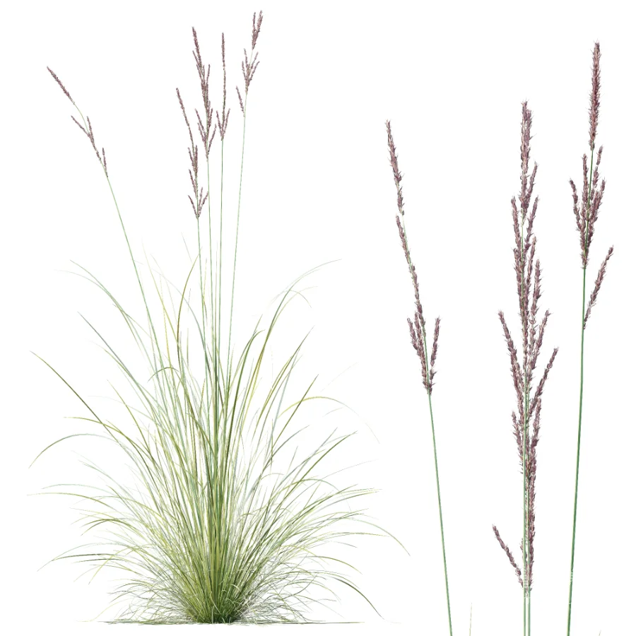 AV Plant Purple Moor Grass Molinia Caerulea - Image 2