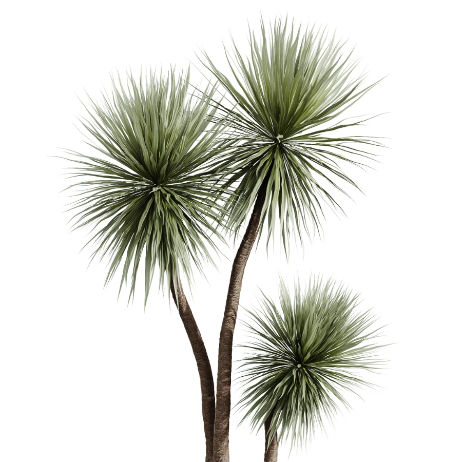 AV Indoor Plants Set 438 Olive and Alocasia Elefantenohr and Yucca Palm and Europaea Olive and Briful Pachira - Image 5