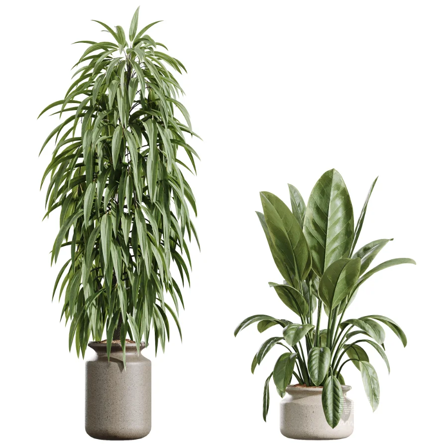 AV Indoor Plants Set 439 Ficus Beliza and Olive and Ficus Binnendijkii and Ficus Marginata and Ficus macrocarpa - Image 7