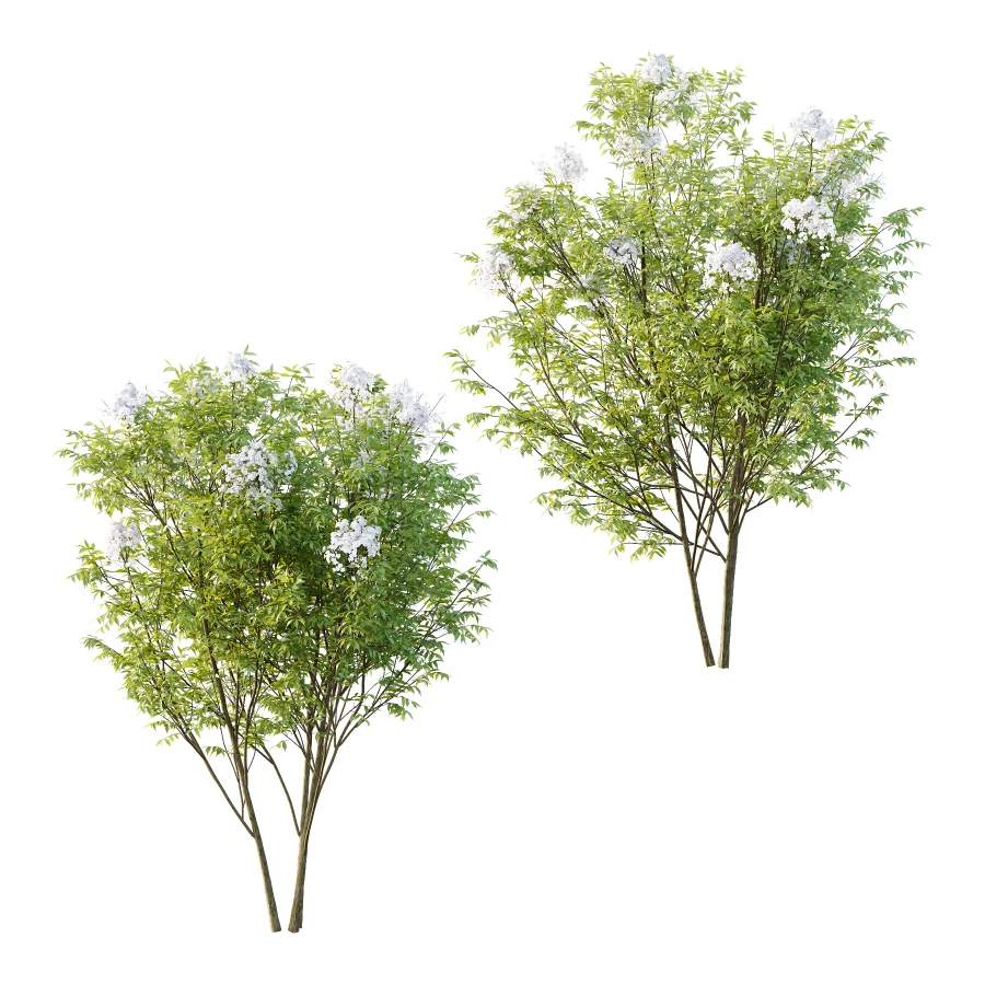 Sambucus nigra Tree 01 - Image 3
