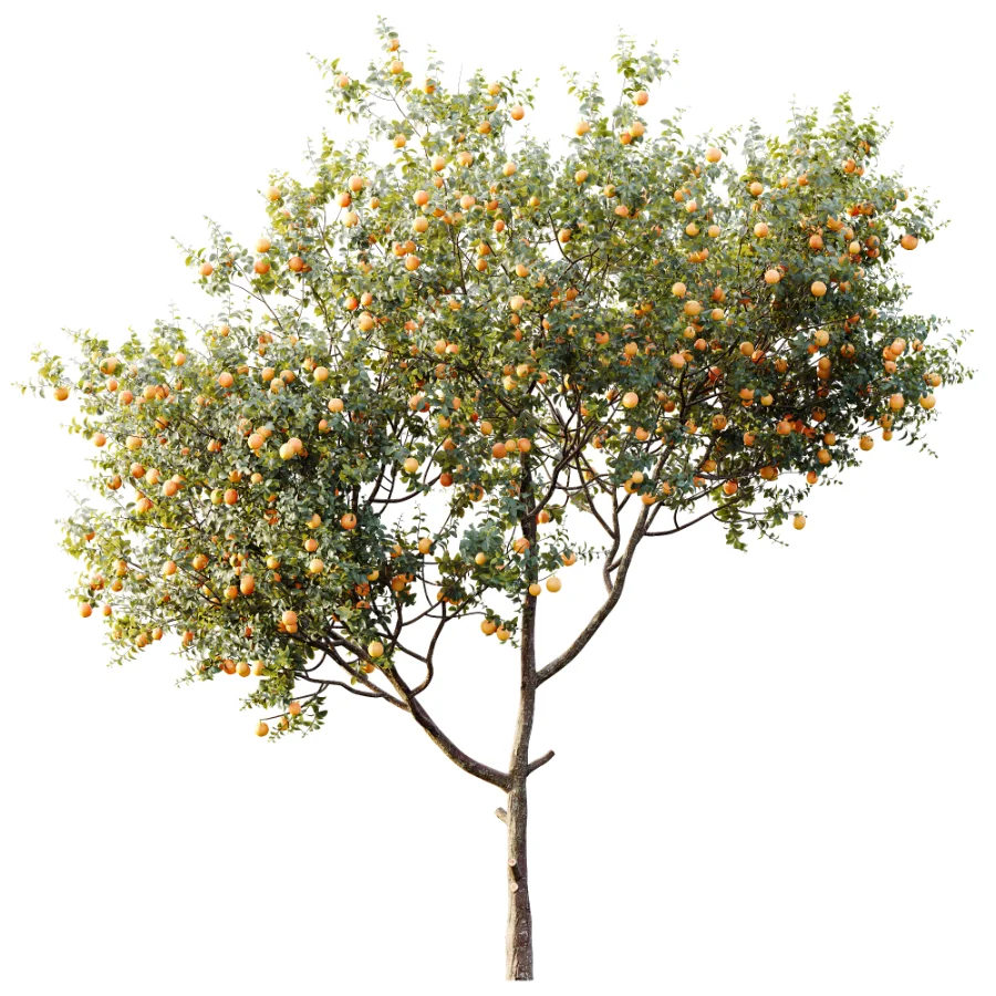 AV Plants Citrus Sinensis Orange Arancio Version02 - Image 2