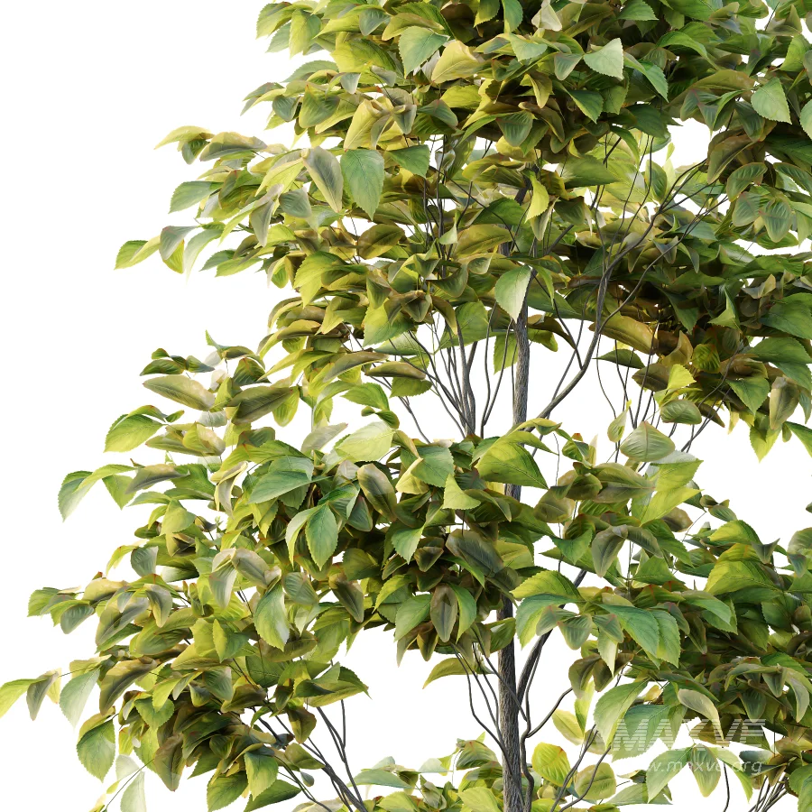 Chinese ash Tree Fraxinus chinensis 03 - Image 5