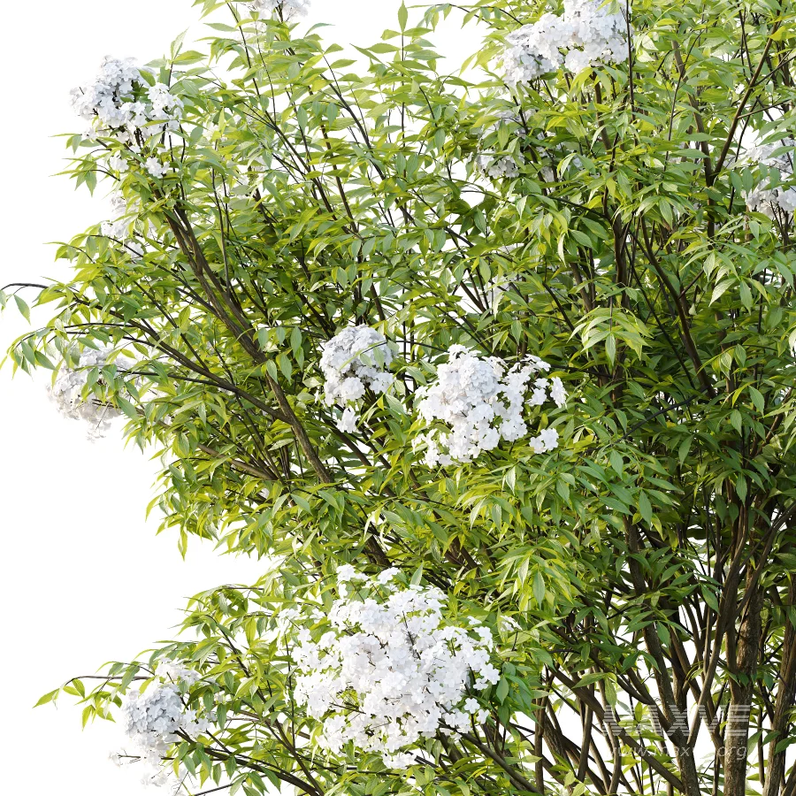 Sambucus nigra Tree 05 - Image 3