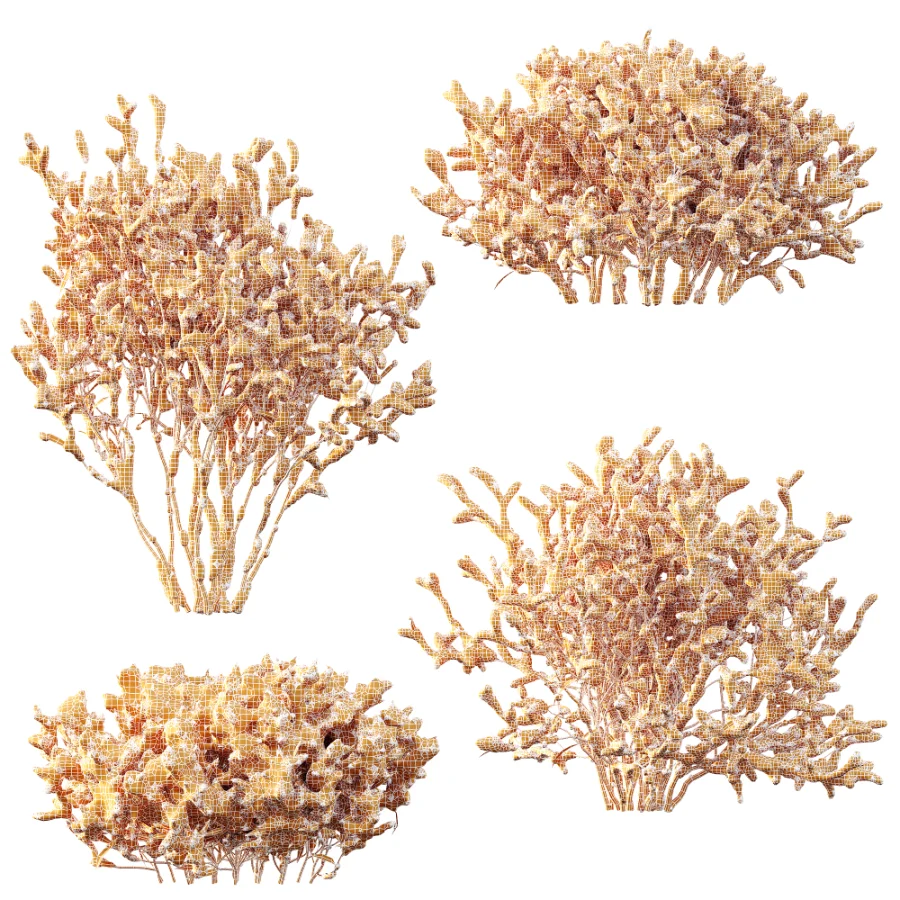 AV Winter Plant Snow Nerium Oleander Flower and Snow Salvia Mexican Sage - Image 6