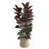 Red Ficus in Jute Pot - Thumbnail 3
